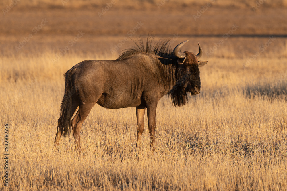 Gnou à queue noire, Connochaetes taurinus, Parc national du Kalahari, Afrique du Sud Gnou à queue noire, Connochaetes taurinus, Parc national du Kalahari, Afrique du Sud