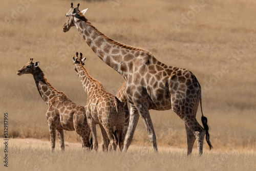 Girafe  Giraffa Camelopardalis  Parc national du Kalahari  Afrique du Sud