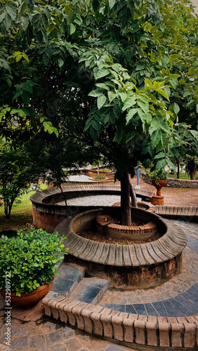 Stone pathway surround with green plants