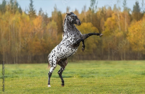 Beautiful appaloosa horse rearing up in the field in autumn photo