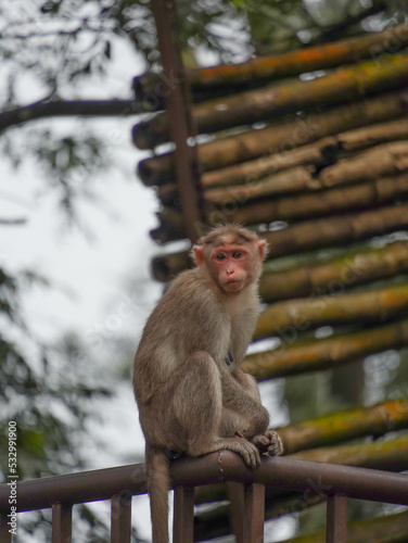 Selective focus on monkey, this photo has taken from Nandi hills in India  © skymug