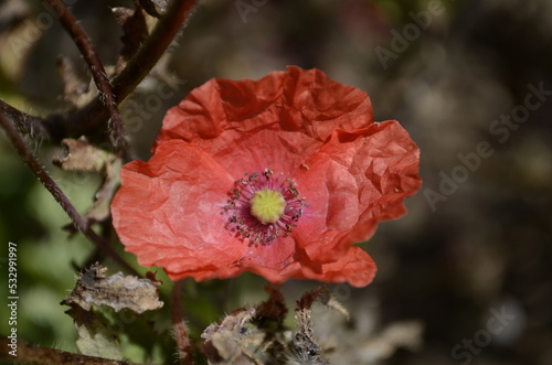 Red poppy flower