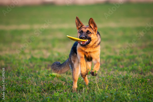 German shepherd puppy playing with frisbee on a green field