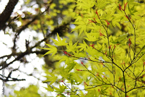 The light green leaves of Japanese maple trees that are blooming at the beginning of spring.