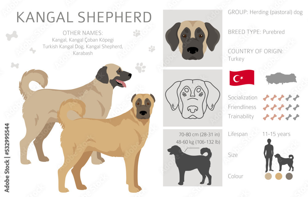 Kangal Shepherd dog clipart. Different coat colors set