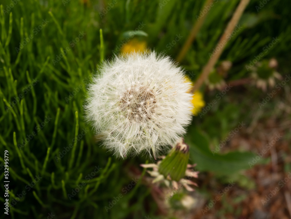 white dandelions in the green white dandelions in the green