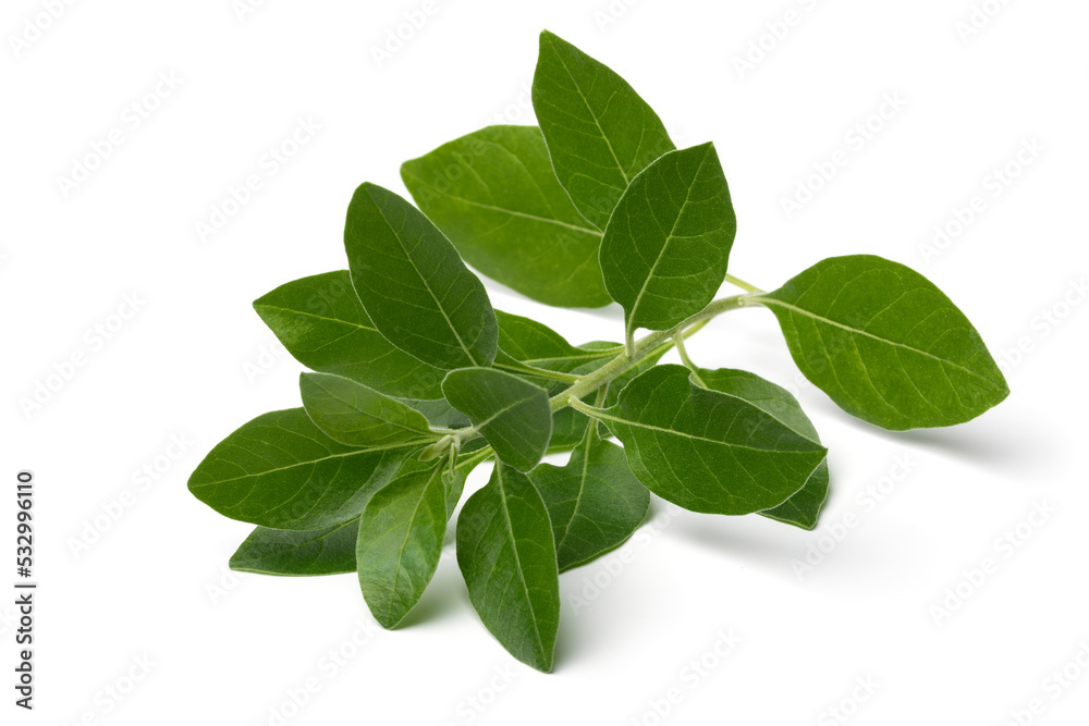 Twig of green ashwagandha plant isolated on white background Twig of green ashwagandha plant isolated on white background