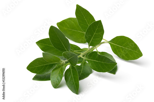Twig of green ashwagandha plant isolated on white background photo