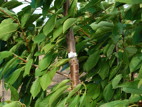 trunk of a fruit tree with a scion bud