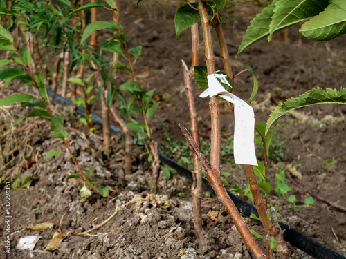 fruit tree seedlings with scion buds and capillary irrigation 