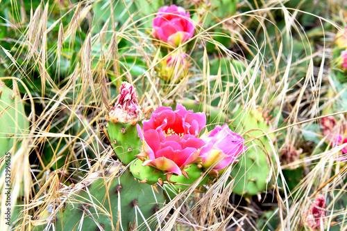 Cacti in the mountains. Blooming prickly pear on the slopes of the Crimean mountains photo