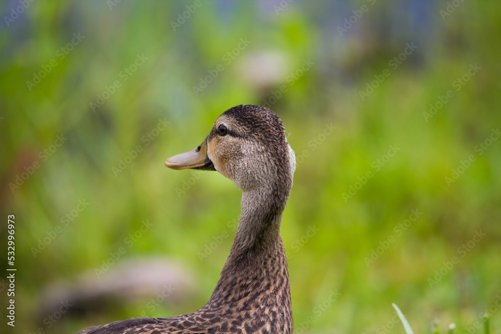 Duck on grass 