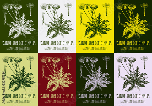 Set of vector drawings of dandelion in different colors. Hand drawn illustration. Latin name Taraxacum officinale.
