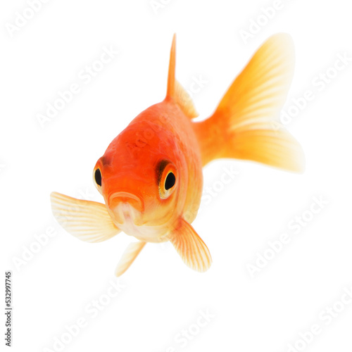 Gold Fish on White Background © vangert