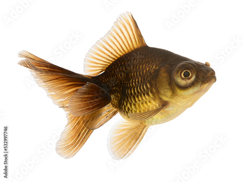 Gold Fish on White Background