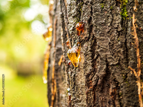 close up of tree sap. plant fluid. tree resin