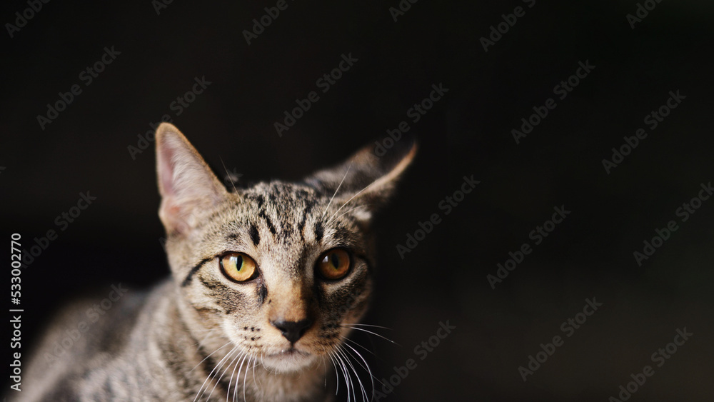 Portrait of a mongrel forest cat, striped color on a dark background, taken close. The symbol of the new year 2023 according to the Chinese calendar.