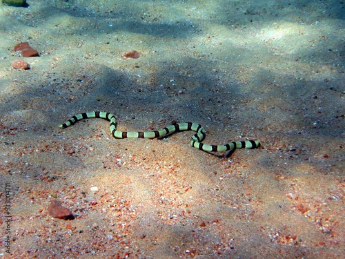 Snake eel of the red sea