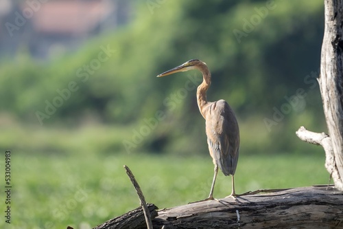 фотографія purple heron (Ardea purpurea) close to a pond