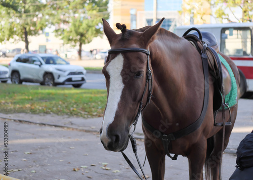 portrait of a horse in the city © Alex