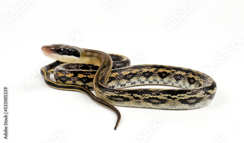 Beauty Snake // Yunnan-Schönnatter (Elaphe taeniura yunnanensis) photo