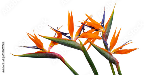 Tropical flower, Closeup of Bird of Paradise or Strelitzia reginae bouquet blooming on white background with clipping path for design element