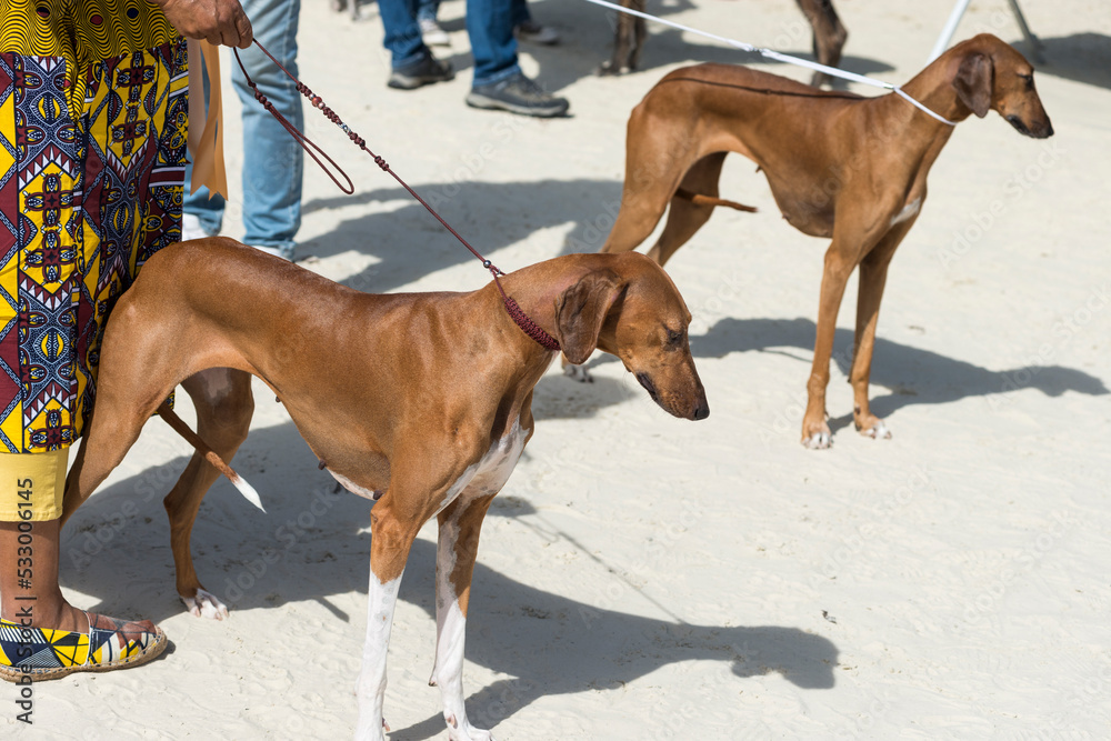Obraz premium Chiens de race tenus en laisse