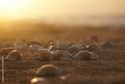Sea shells collected on the sandy beach against the backdrop of the sunrise over the ocean, selective focus, vacation concept