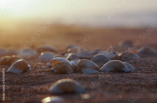 Sea shells collected on the sandy beach against the backdrop of the sunrise over the ocean, selective focus, vacation concept
