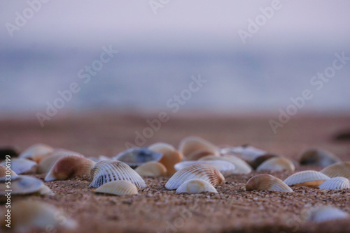 Sea shells collected on the sandy beach against the backdrop of the sunrise over the ocean, selective focus, vacation concept