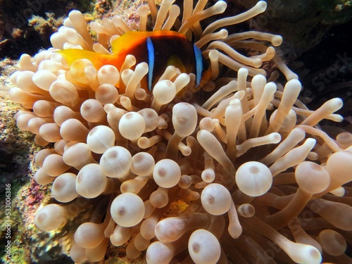 red sea clown fish