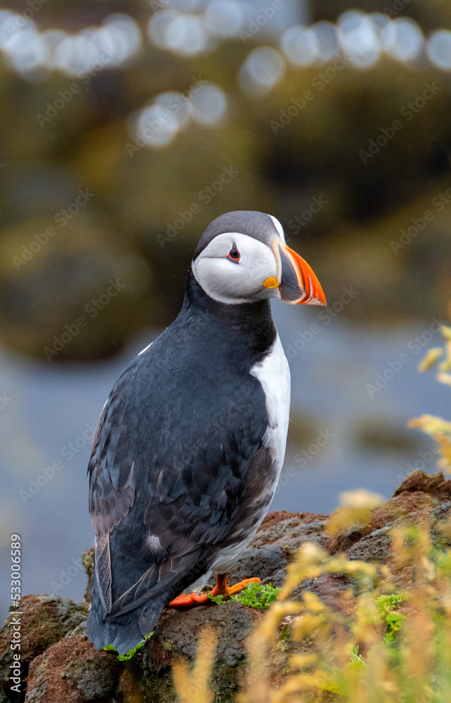Fototapeta premium Iceland Puffins