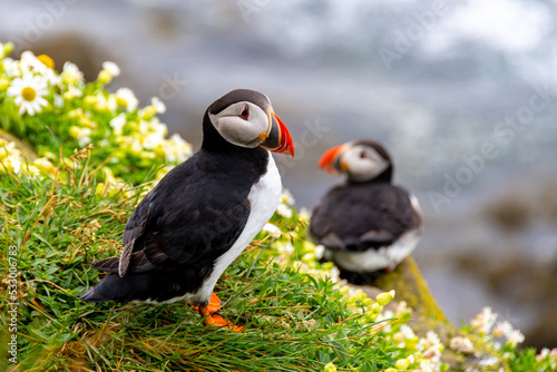 Iceland Puffins © Chesi