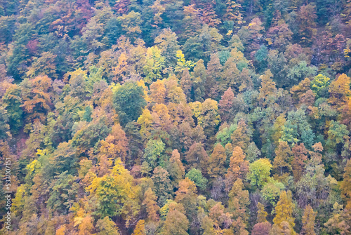 Autumnal forest Illustration