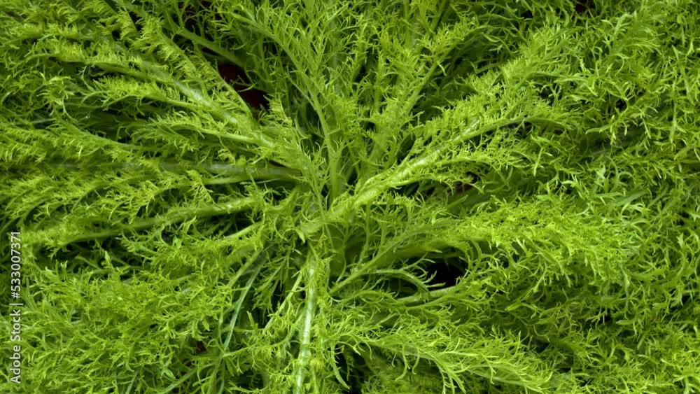 Mizuna - Japanese mustard greens background. Top view, table spin. Mizuna - Japanese mustard greens background. Top view, table spin.