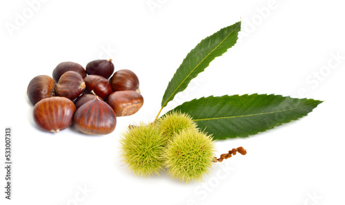 Castanea sativa, or sweet chestnut fruit. Isolated on white background.