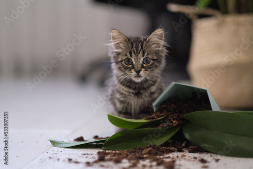 Fotografia Fallen flower and and a little kitten, cleaning concept