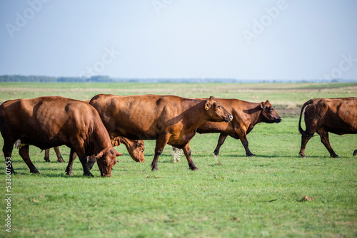 Shot of cow herd walking outdoors in nature eating organic food.