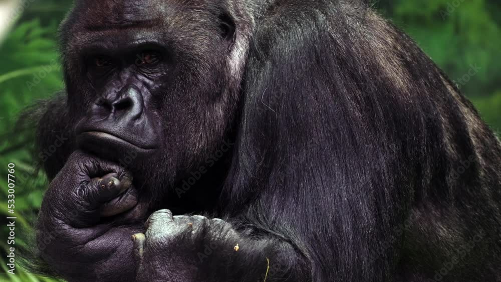 Closeup portrait of gorilla male, severe silverback, watching his somewhere family. Menacing expression of great ape, most dangerous and huge monkey. High quality 8k footage filmed on Nikon Z9 camera Closeup portrait of gorilla male, severe silverback, watching his somewhere family. Menacing expression of great ape, most dangerous and huge monkey. High quality 8k footage filmed on Nikon Z9 camera