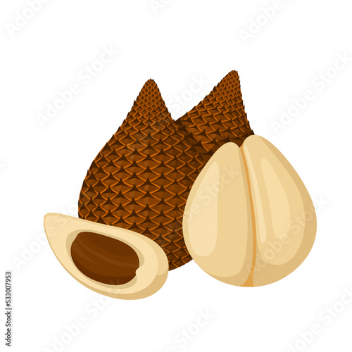 Vector illustration, Salak or snake fruit, scientific name Salacca zalacca, isolated on a white background.