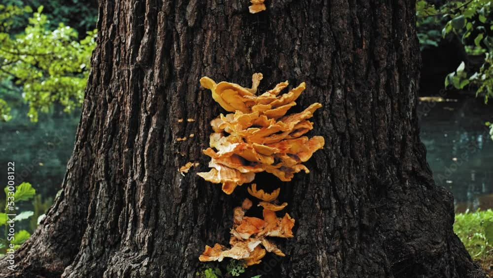Old Park Tree Infested with Laetiporus Sulphureus Crab-of-The-Woods Bracket Fungus Parasite Growing on Bark Side Old Park Tree Infested with Laetiporus Sulphureus Crab-of-The-Woods Bracket Fungus Parasite Growing on Bark Side