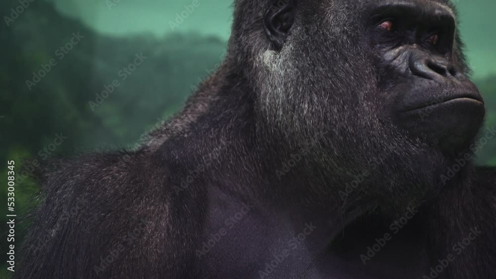 Closeup portrait of gorilla male, severe silverback, watching his somewhere family. Menacing expression of great ape, most dangerous and huge monkey. High quality 8k footage filmed on Nikon Z9 camera