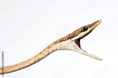 Brown vine snake // Erzspitznatter (Oxybelis aeneus)