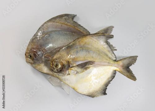 Silver pomfret after long time kept in freezer. not so fresh. photo