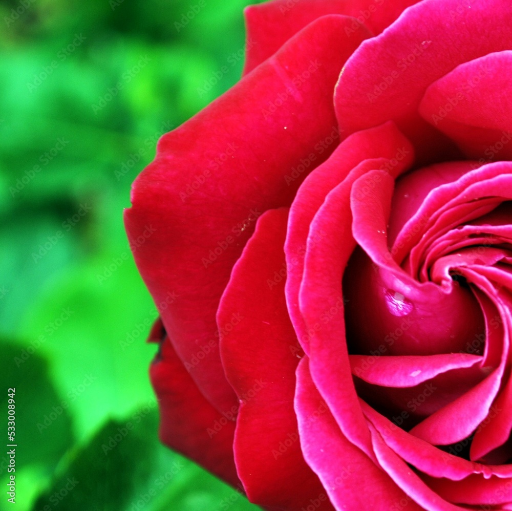 Close up of a red rose Close up of a red rose
