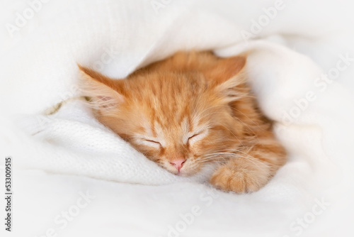 Cute ginger kitten sleeps on white blanket. domestic kitten resting on the couch. soft selective focus