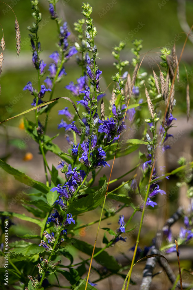 Blue cardinal flowers along a hiking trail in Ontario. They are also known as great lobelia. Blue cardinal flowers along a hiking trail in Ontario. They are also known as great lobelia.