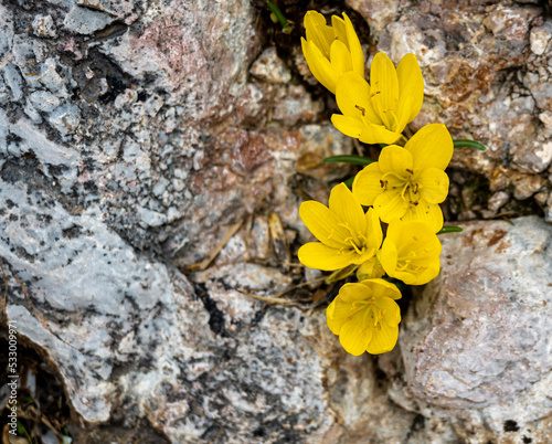 Yellow crocus flowers grown on rock.