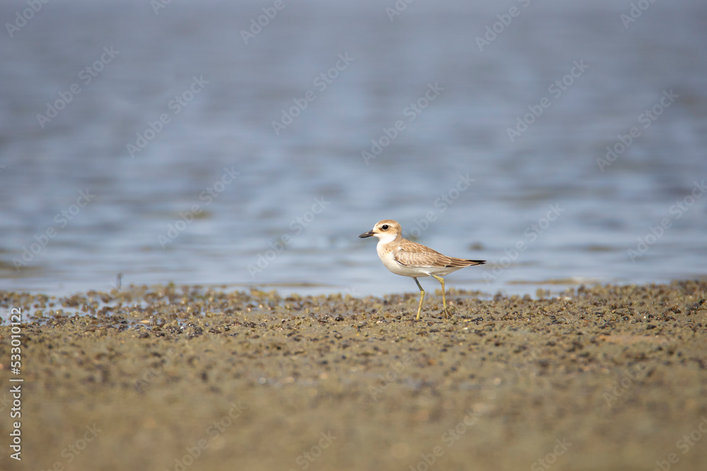 Lesser sand plover on a backwater lake shore - Small bird wandering lonely Lesser sand plover on a backwater lake shore - Small bird wandering lonely