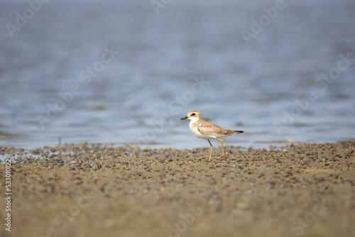 Lesser sand plover on a backwater lake shore - Small bird wandering lonely